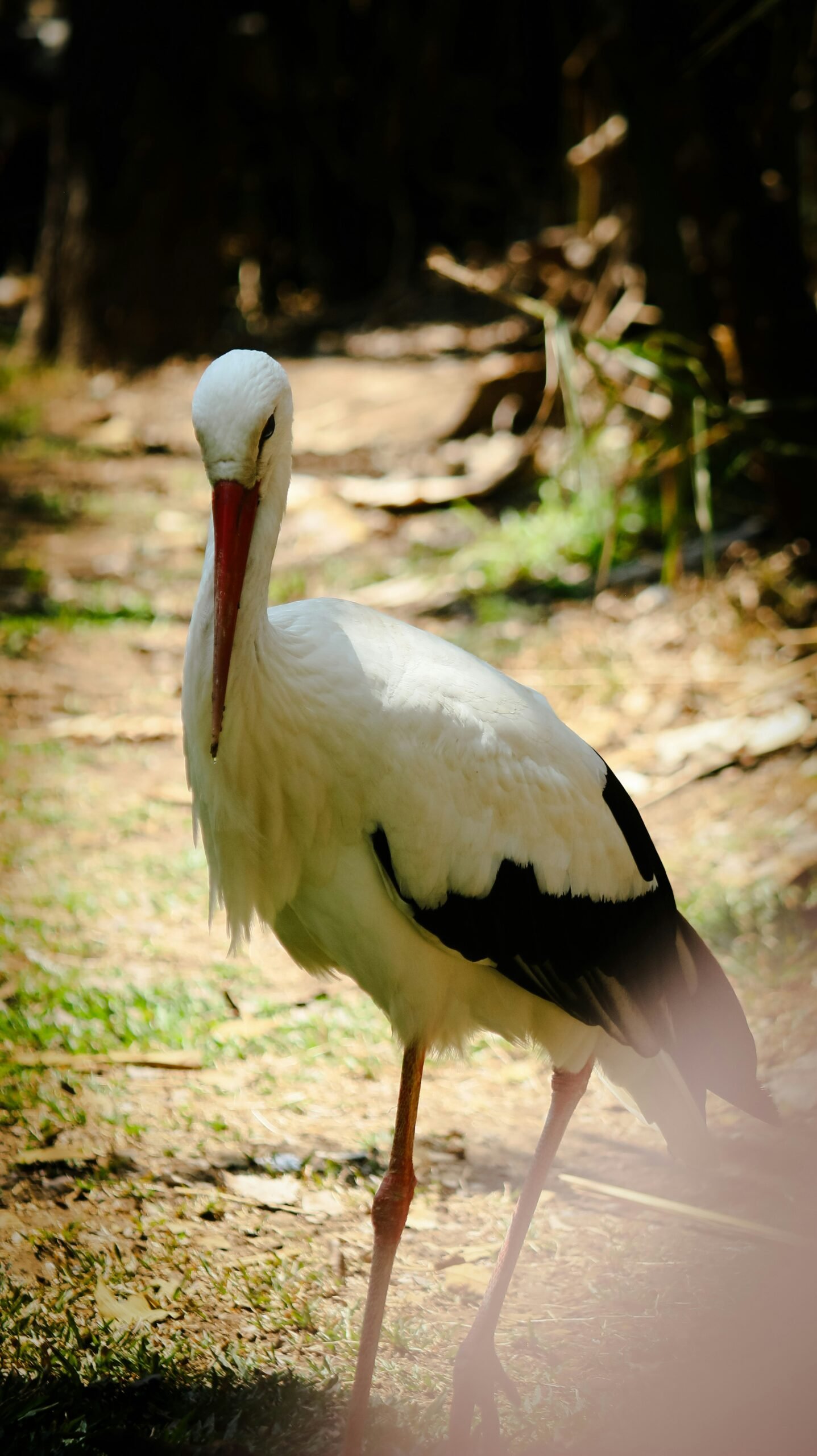 a large white and black bird with a long beak